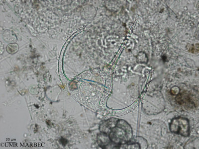 phyto/Brazilian_Nordeste/AtoldasRocas_station22/ABRACOS1 October 2015/Ceratium tripos var. atlanticum (ancien Tripos muelleri -Snap-2215)(copy)_thumb.jpg